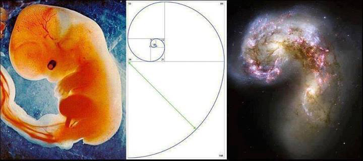 Accueil_Foetus-Galaxie